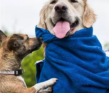 Valentinstag – Wie Tiere ihre Liebe zeigen