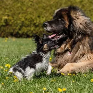 Valentinstag – Wie Tiere ihre Liebe zeigen