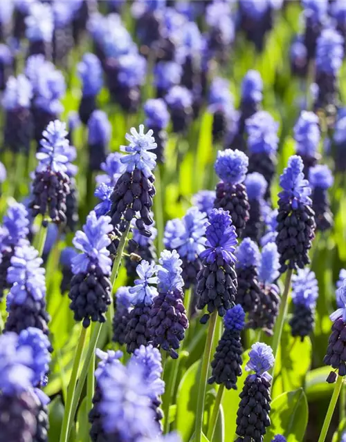 Muscari Traubenhyazinthen