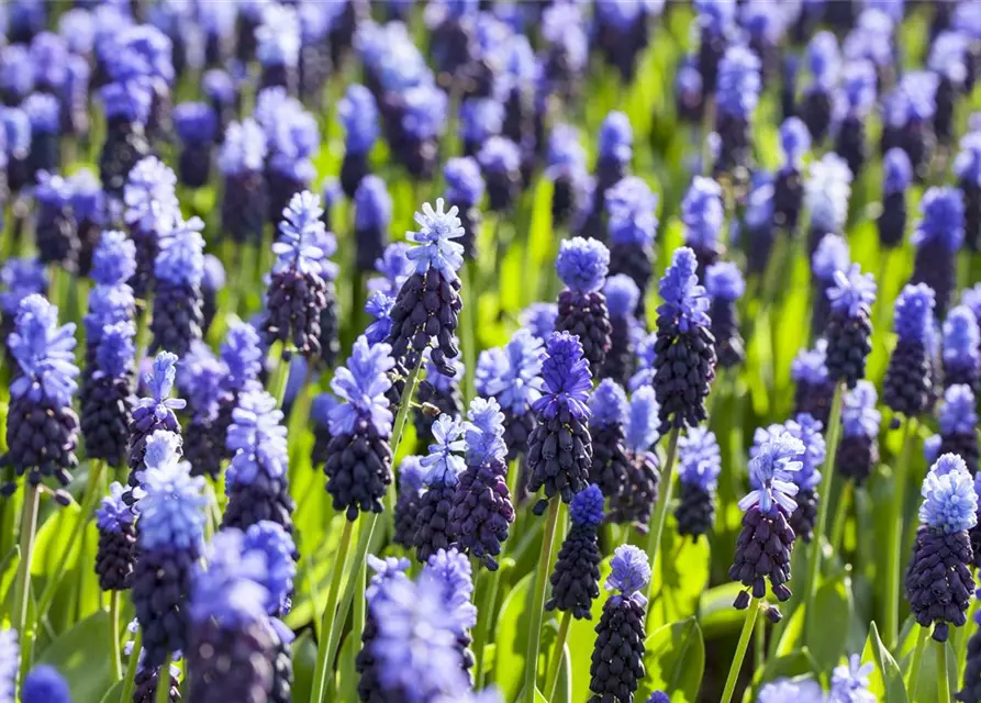 Muscari Traubenhyazinthen