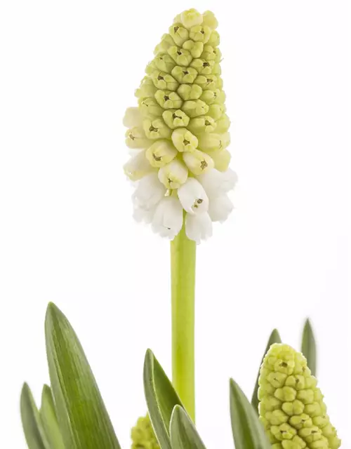 Muscari weiß