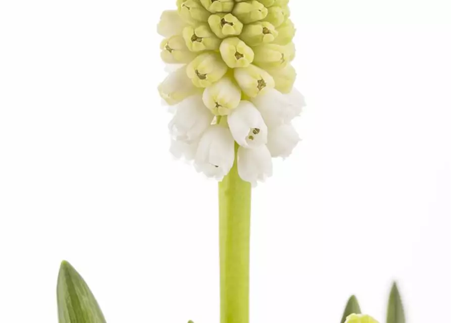 Muscari weiß