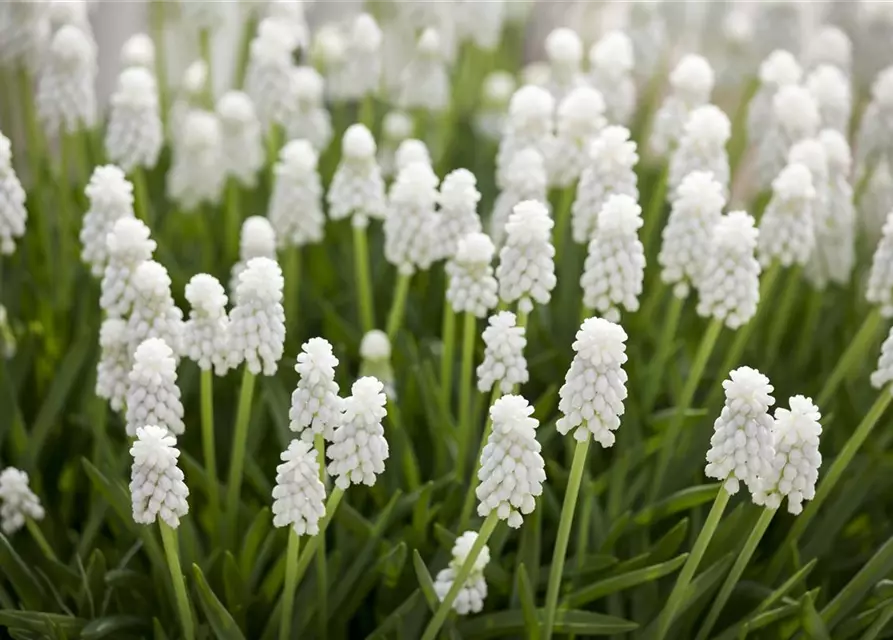 Muscari weiß