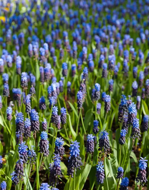 Muscari dunkelblau