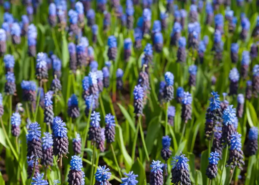 Muscari dunkelblau