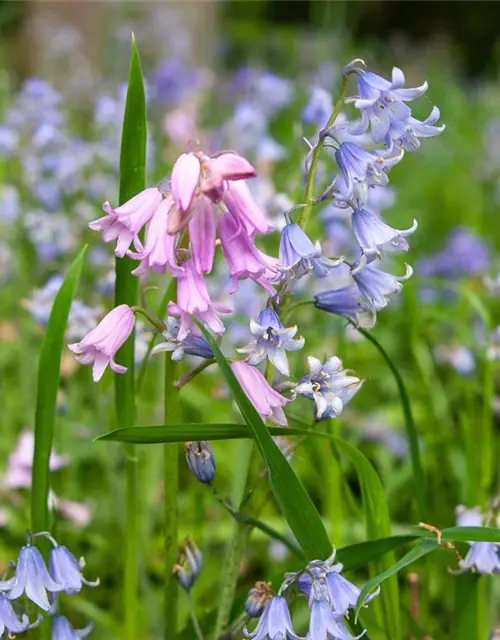 Scilla Campanulata