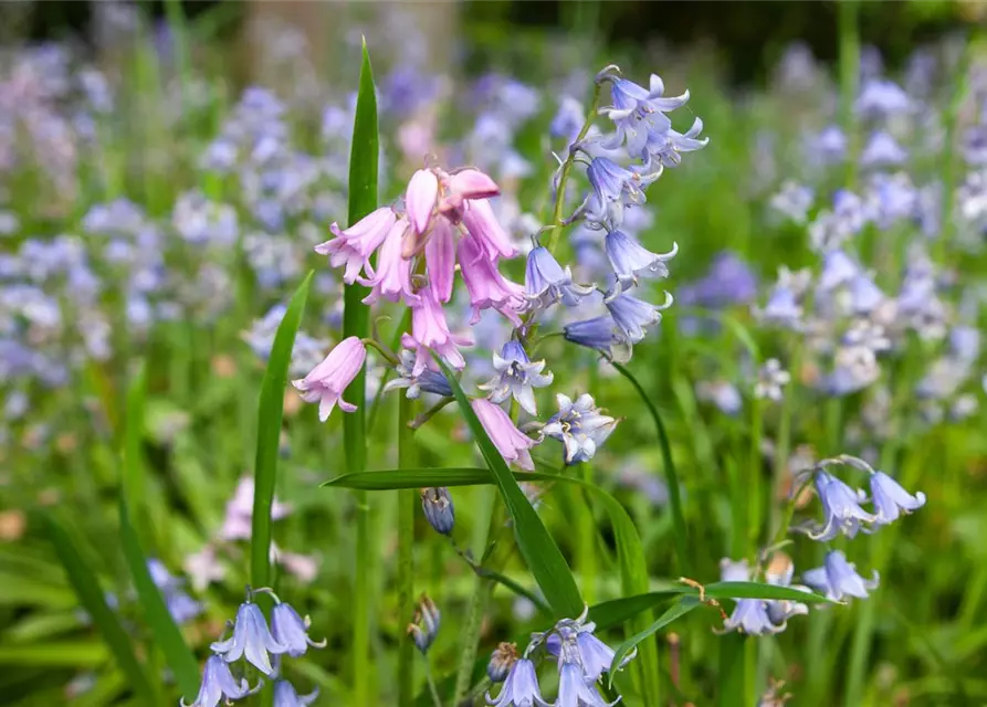 Scilla Campanulata