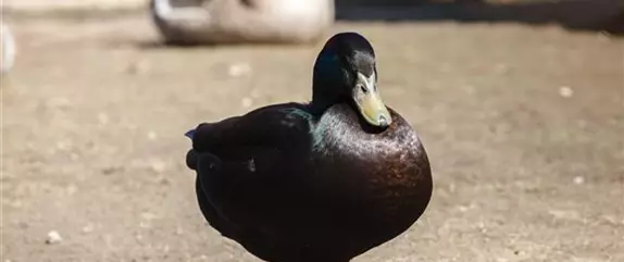 Frühlingsgefühle: Vögel in der Brutzeit