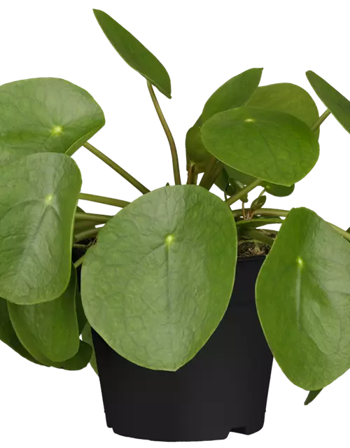 Pilea Ufopflanze im 11 cm Topf