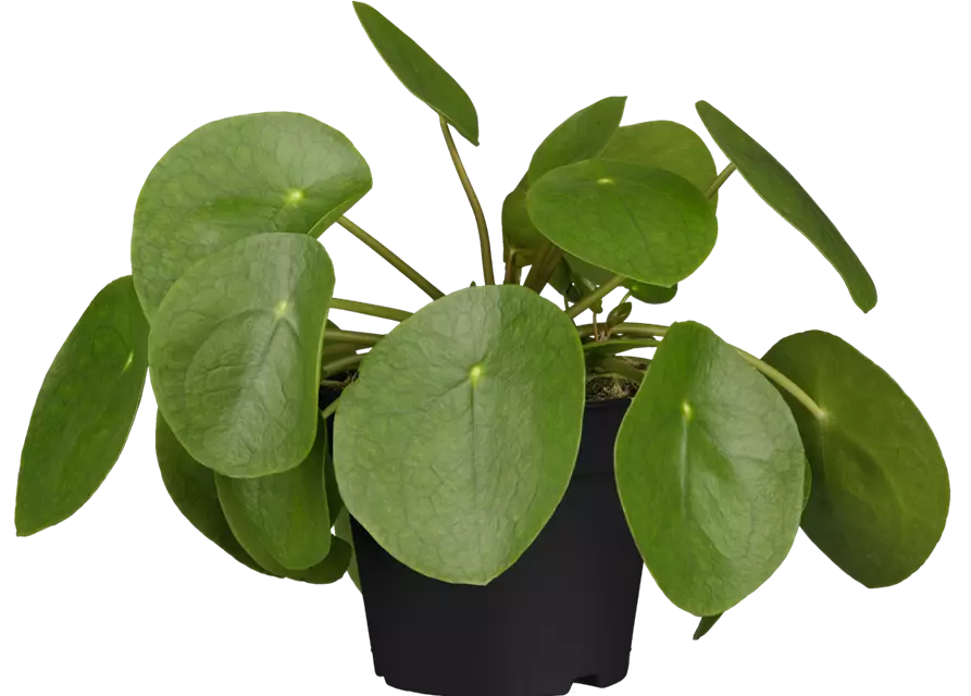 Pilea Ufopflanze im 11 cm Topf