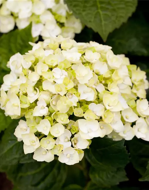 Gartenhortensie 'The Bride'®