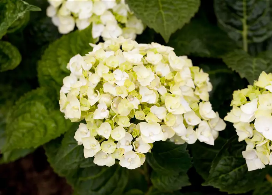 Gartenhortensie 'The Bride'®