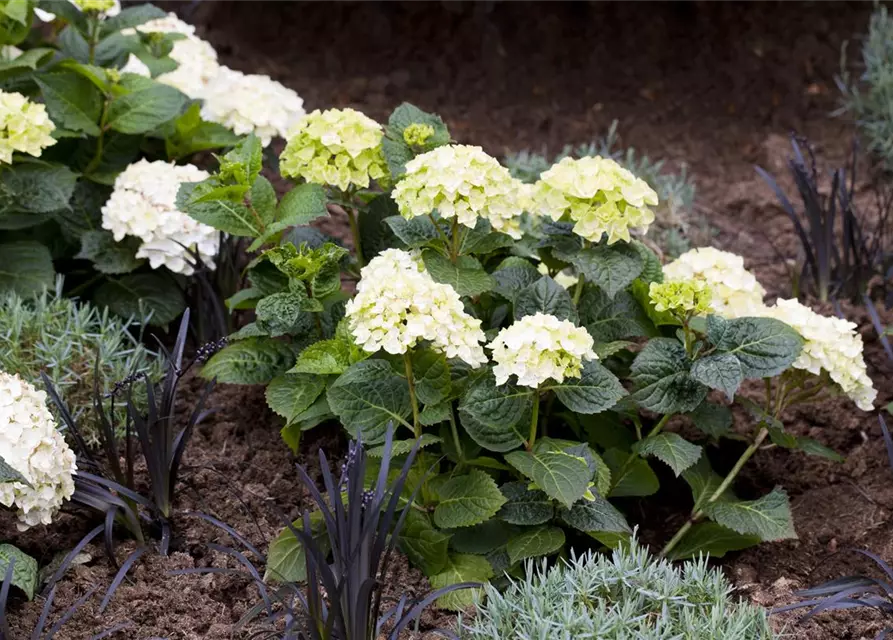 Gartenhortensie 'The Bride'®