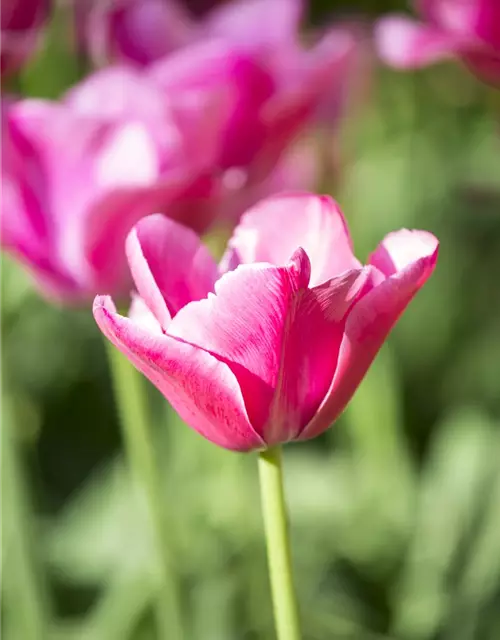 Tulipa Triumph