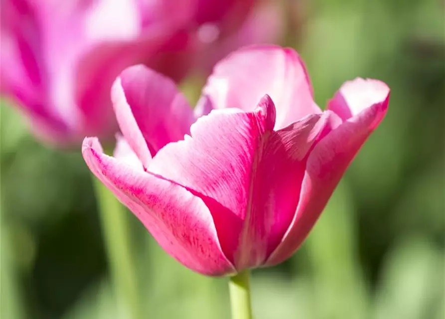 Tulipa Triumph