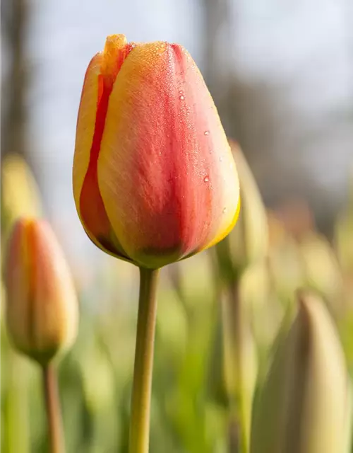 Tulipa Triumph