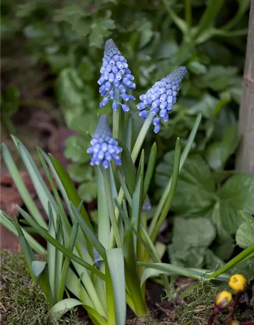 Traubenhyazinthe 'Big smile', blau, 10 cm Topf