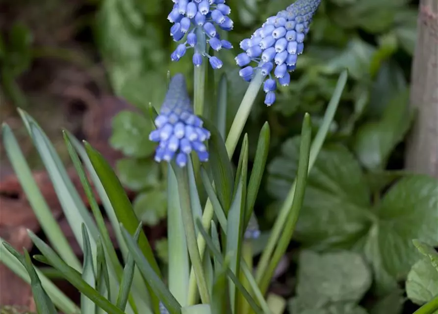 Traubenhyazinthe 'Big smile', blau, 10 cm Topf