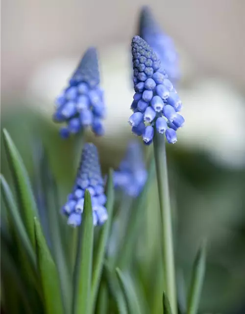 Traubenhyazinthe 'Big smile', blau, 10 cm Topf