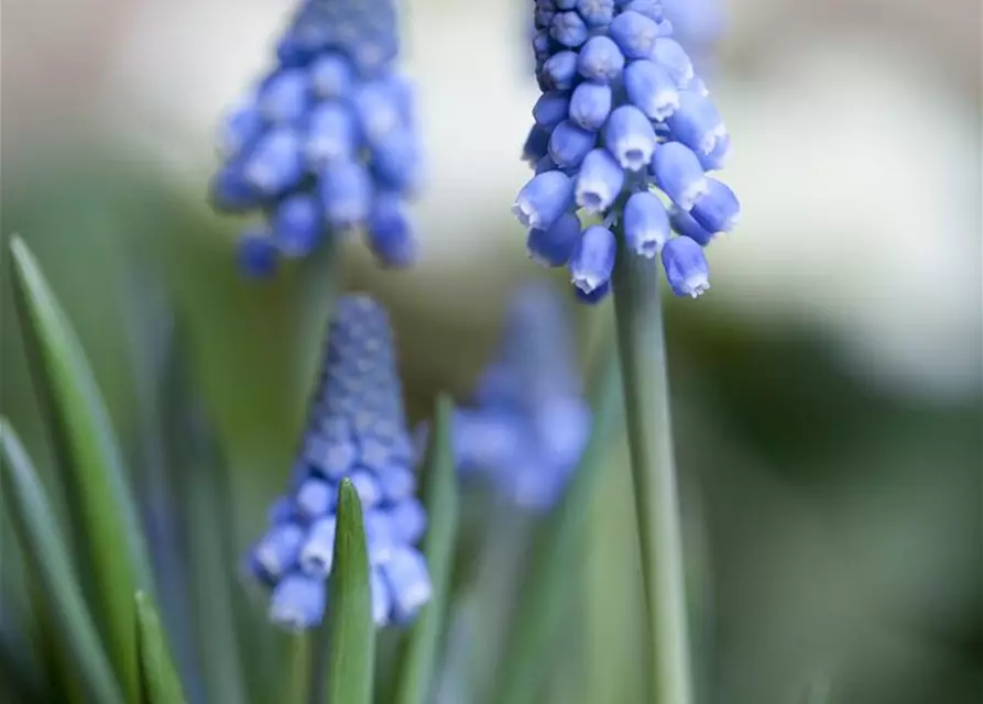 Traubenhyazinthe 'Big smile', blau, 10 cm Topf