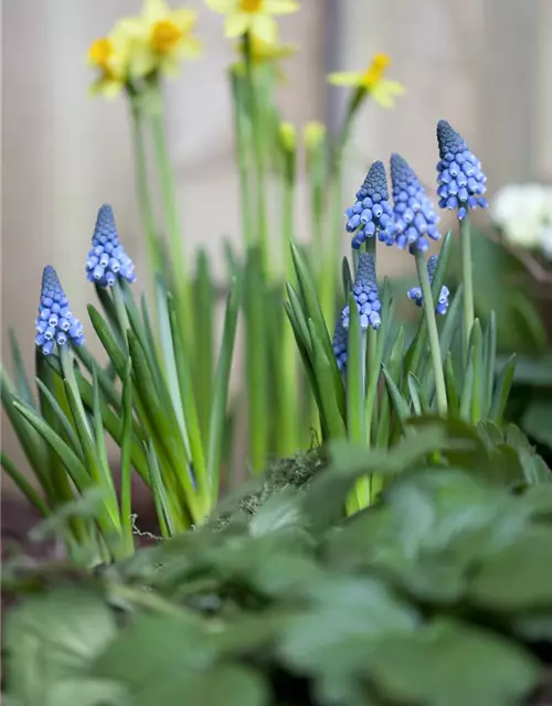 Traubenhyazinthe 'Big smile', blau, 10 cm Topf