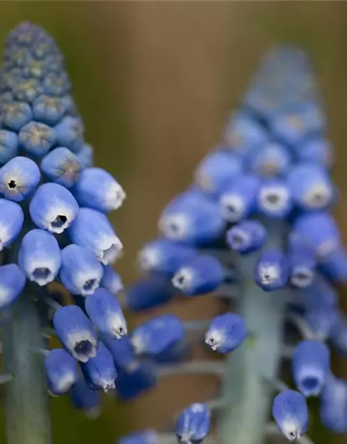 Traubenhyazinthe 'Big smile', blau, 10 cm Topf