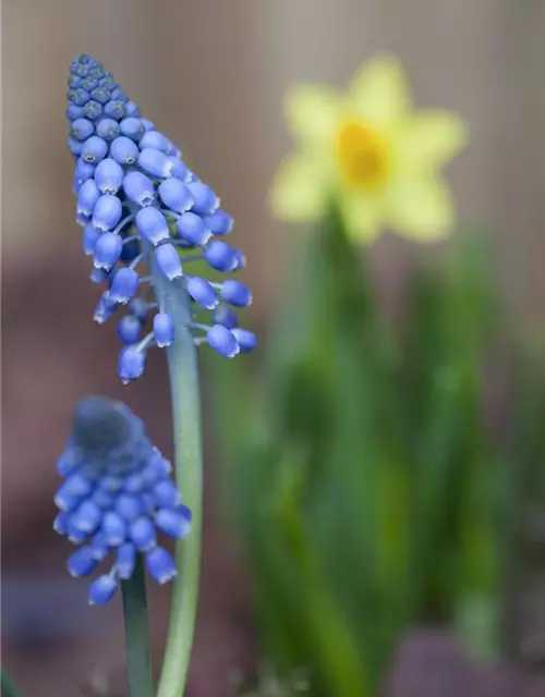 Traubenhyazinthe 'Big smile', blau, 10 cm Topf