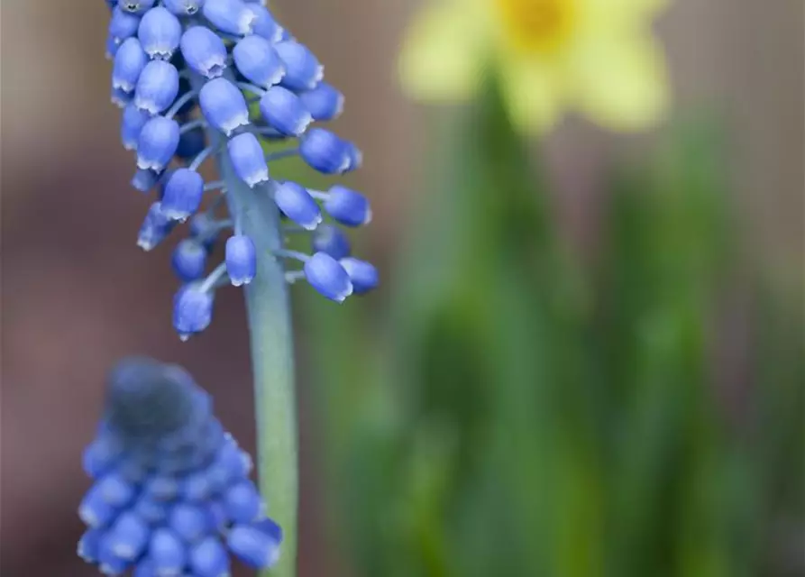 Traubenhyazinthe 'Big smile', blau, 10 cm Topf