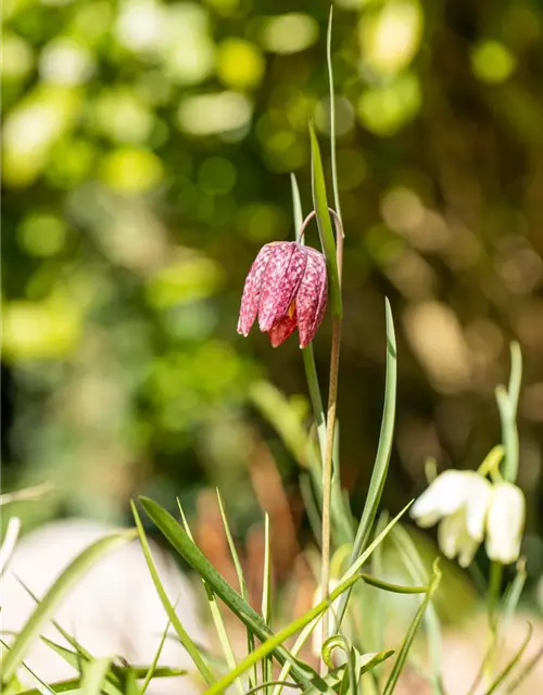 Schachbrettblume 12 cm Topf