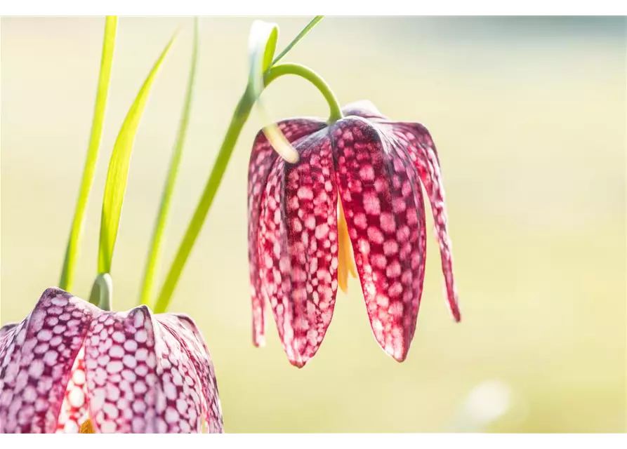 Schachbrettblume 12 cm Topf