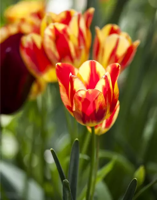 Topftulpe 'Perfect Torch / Ice Lolly'