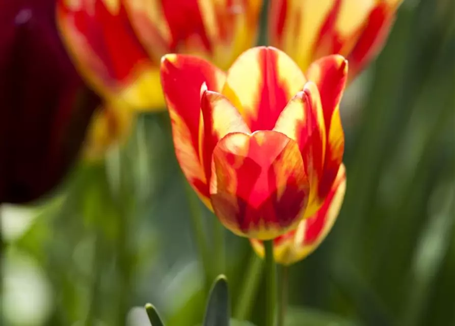 Topftulpe 'Perfect Torch / Ice Lolly'