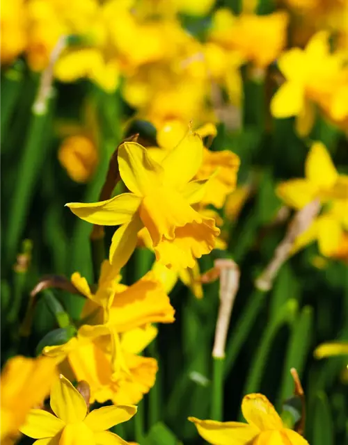 Narcissus cyclamineus 'Tête à Tête'