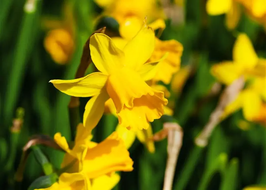 Narcissus cyclamineus 'Tête à Tête'