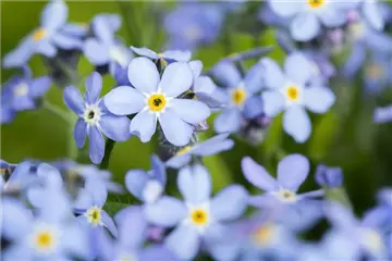 Das Vergissmeinnicht als Frühlingsbote Das Vergissmeinnicht als Frühlingsbote