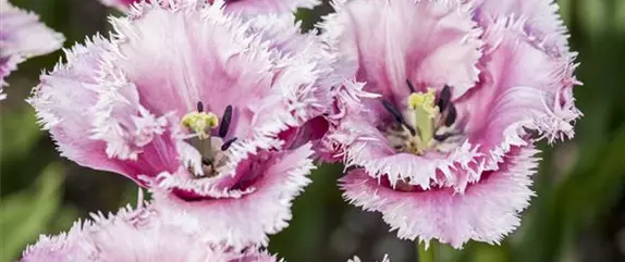 Crispa Tulpen als Blumenzwiebeln einpflanzen