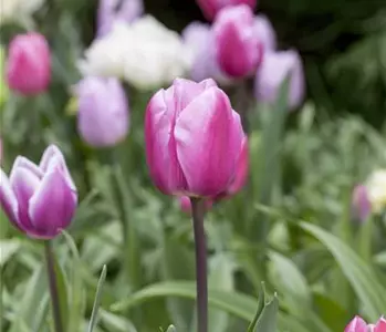 Vergessene Blumenzwiebeln im Frühjahr setzen