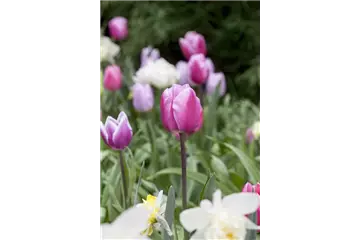 Vergessene Blumenzwiebeln im Frühjahr setzen Vergessene Blumenzwiebeln im Frühjahr setzen
