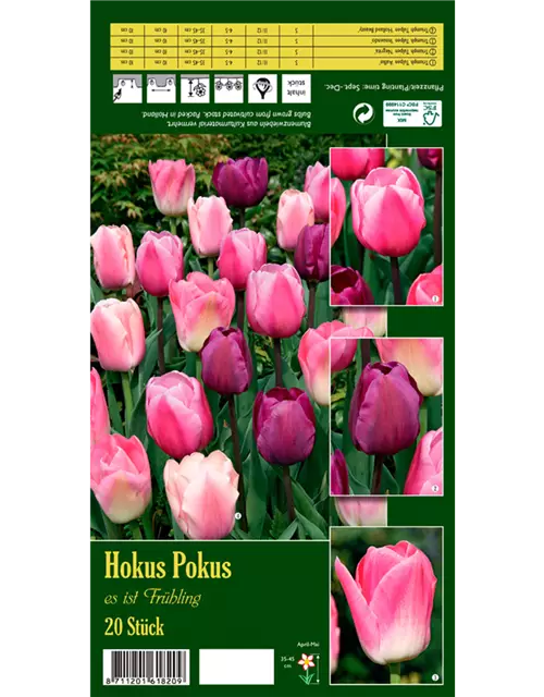 Tulpen-Mix 'Hokus Pokus'