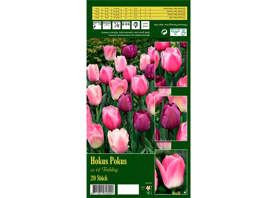 Tulpen-Mix 'Hokus Pokus'