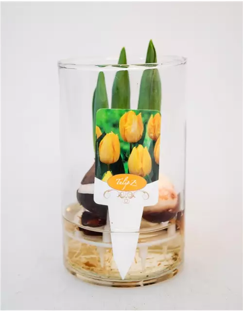 Tulpen im Glas, 11 cm