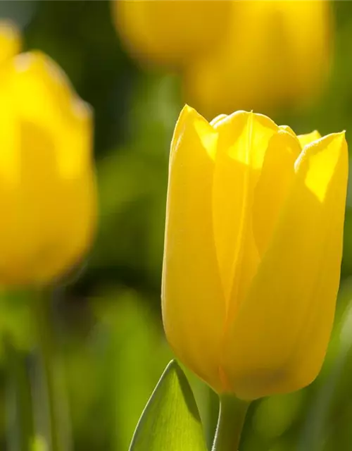 Tulpen im Glas, 11 cm