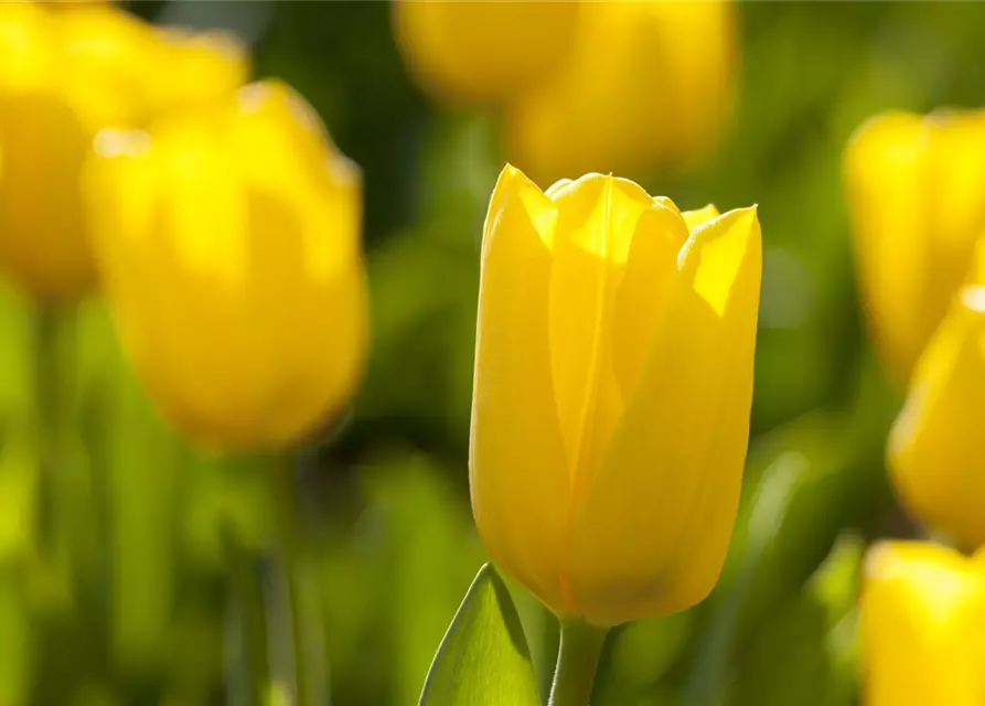 Tulpen im Glas, 11 cm