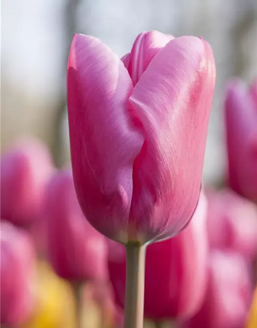 Tulpen im Glas, 11 cm