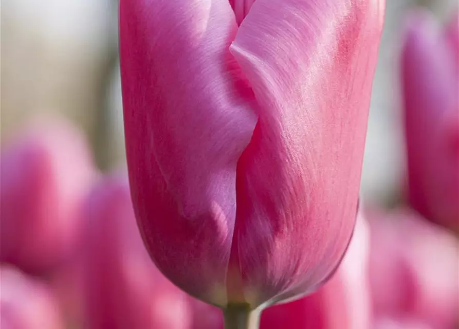 Tulpen im Glas, 11 cm