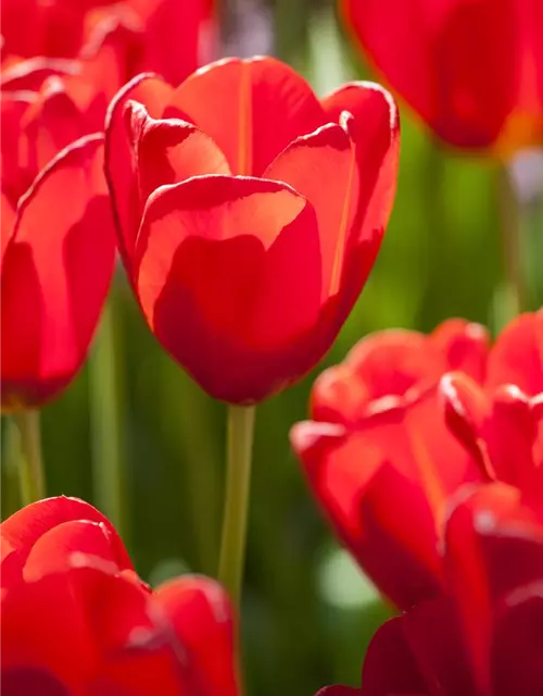 Tulpen im Glas, 11 cm