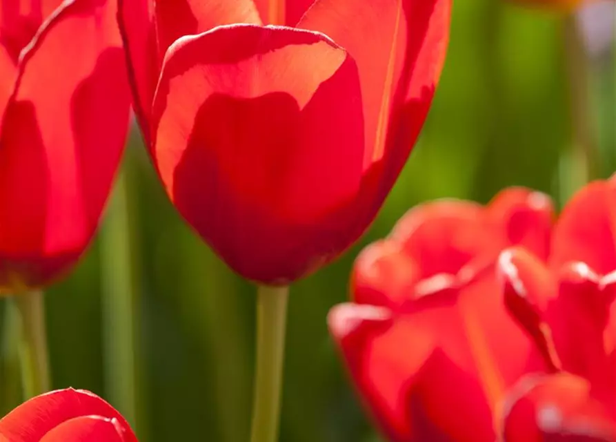 Tulpen im Glas, 11 cm