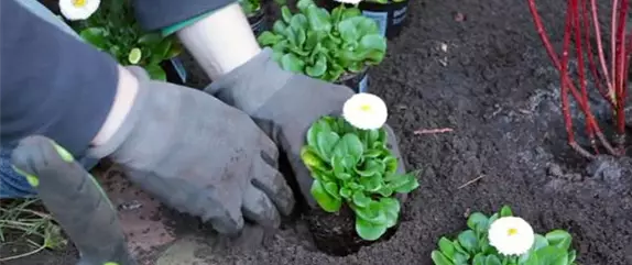 Gänseblümchen - Einpflanzen im Garten