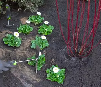 Gänseblümchen - Einpflanzen im Garten