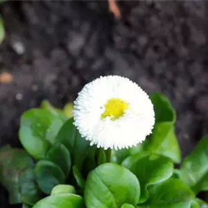 Gänseblümchen - Einpflanzen im Garten